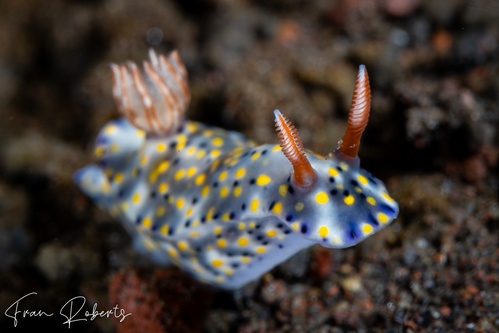 Image of Hypselodoris roo
