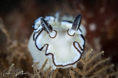 Image of Doriprismatica atromarginata