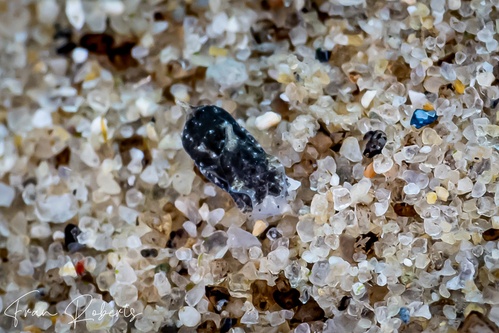 Image of Niparaya sp. 9