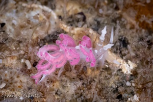 Image of Favorinus japonicus