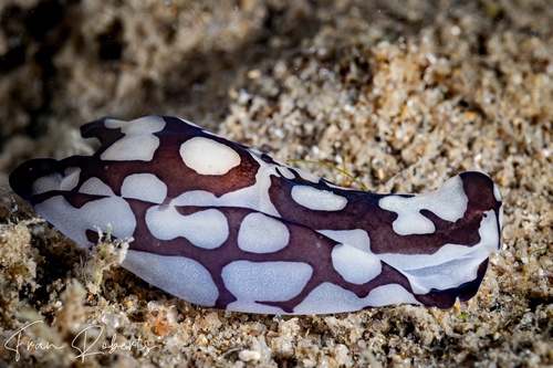 Image of Philinopsis pilsbryi