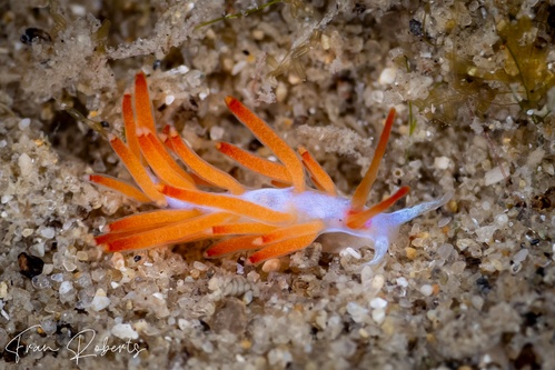 Image of Tenellia sp. 1