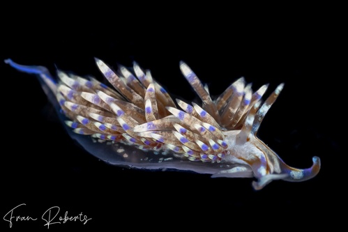 Image of Godiva sp. 1