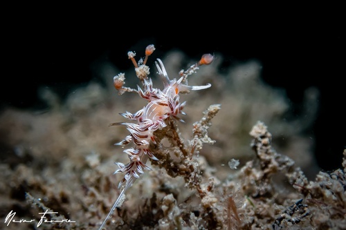 Image of Cratena lineata