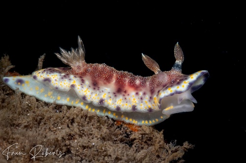 Image of Goniobranchus collingwoodi