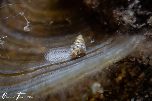 Image of Unidentified Snail sp. 1