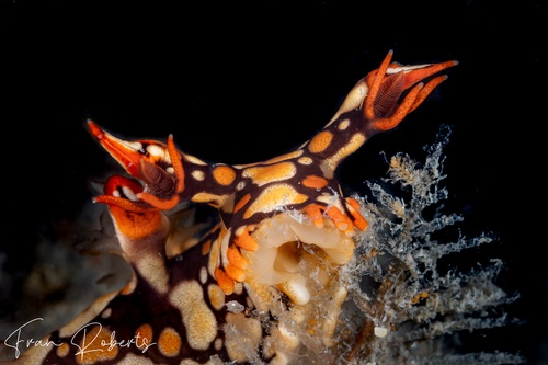 Image of Bornella anguilla