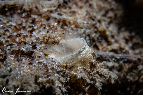 Image of Worms Various