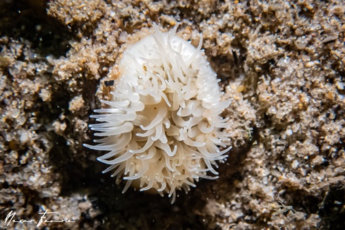 Image of Anemone Various