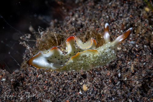 Image of Elysia marginata