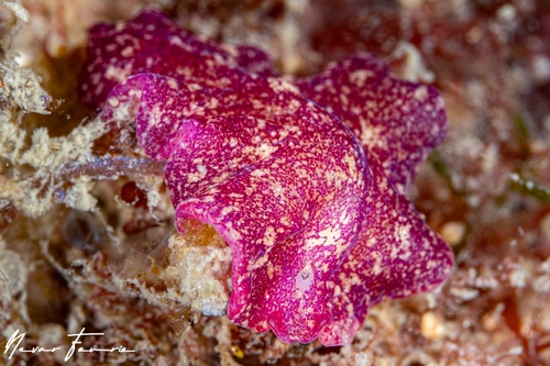Image of Pseudoceros rubronanus