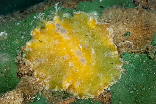 Image of Discodoris cebuensis