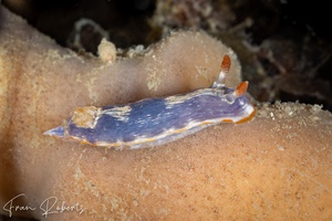 Image of Chromodoris sp. 1