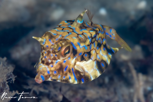 Image of Lactoria fornasini