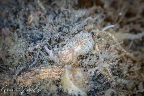 Image of Unidentified Flatworm sp. 1