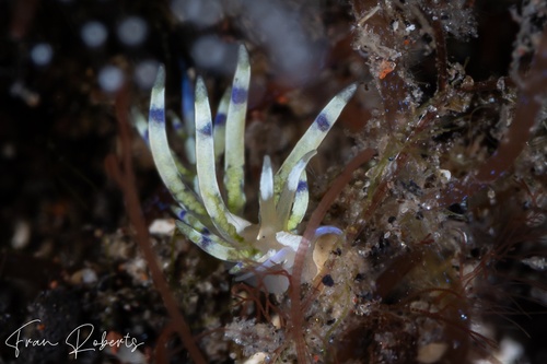 Image of Trinchesia sp. 3