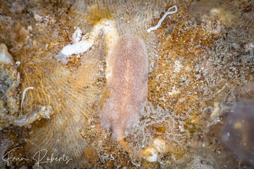 Image of Imogine sp. 1