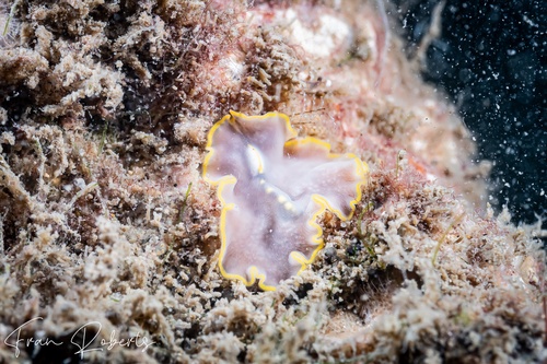 Image of Cycloporus sp. 1