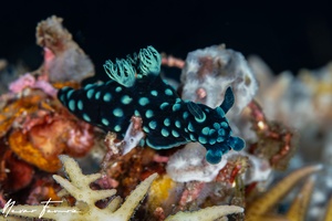 Image of Nembrotha cristata