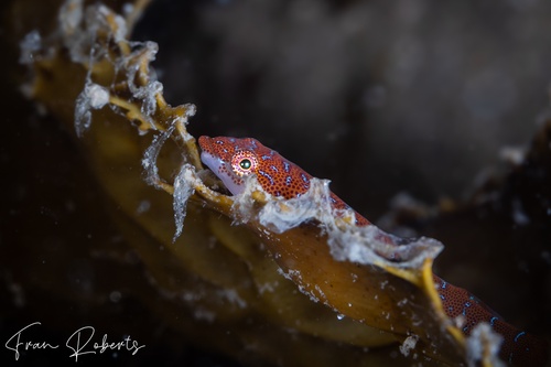 Image of Cochleoceps orientalis