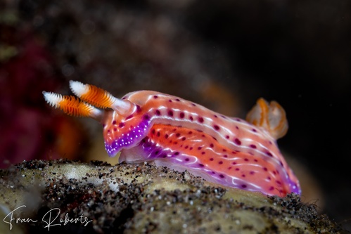Image of Hypselodoris sp. 1