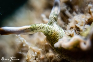 Image of Thuridilla carlsoni