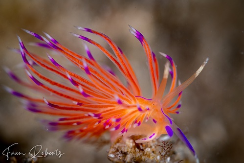 Image of Unidentia aliciae