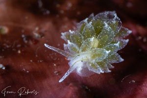 Image of Ercolania sp. 2