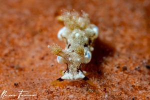 Image of Trapania palmula