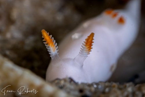 Image of Verconia simplex