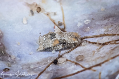 Image of Niparaya sp. 15