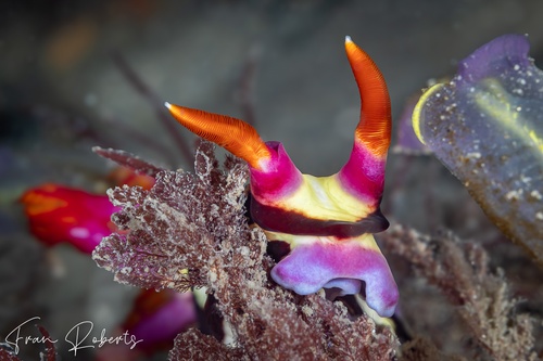 Image of Nembrotha purpureolineata