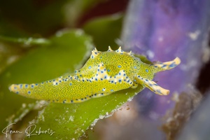 Image of Oxynoe viridis