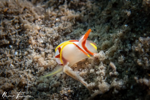 Image of Siphopteron makisig