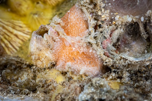 Image of Notoplana sp. 1