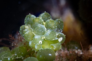 Image of Sacoproteus smaragdinus