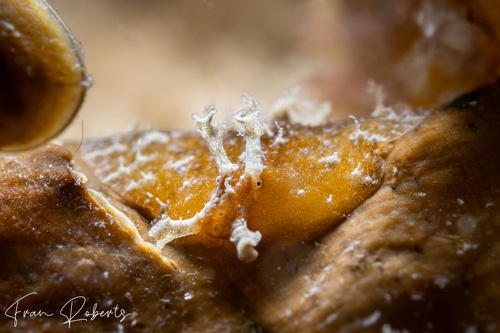 Image of Phyllaplysia lafonti