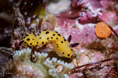 Image of Jorunna sp. 1