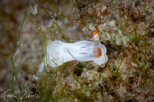 Image of Goniodoris sp. 1