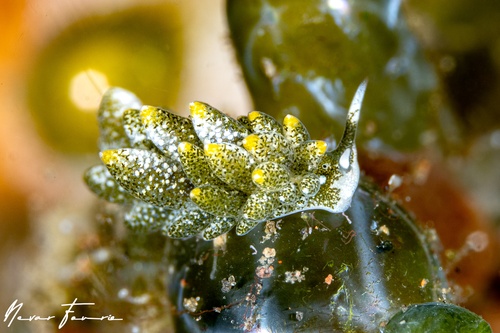 Image of Ercolania sp. 1