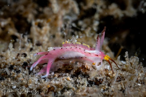 Image of Naisdoris labalsaensis