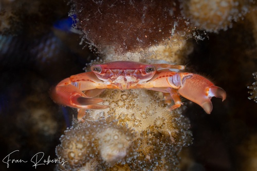 Image of Trapezia cymodoce