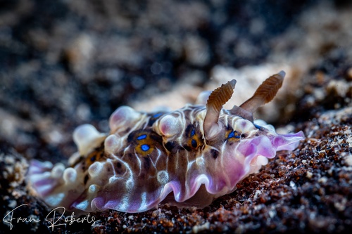 Image of Dendrodoris denisoni