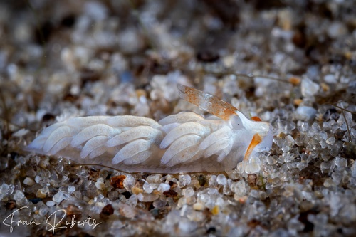 Image of Tenellia sp. 2