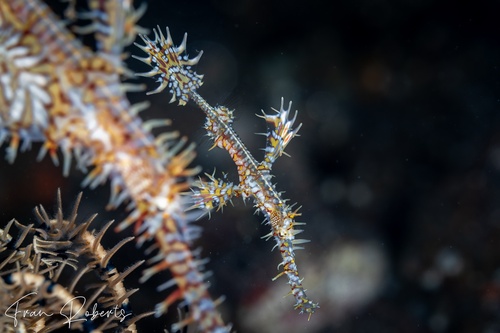 Image of Solenostomus paradoxus