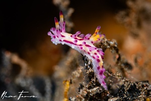 Image of Aegires villosus