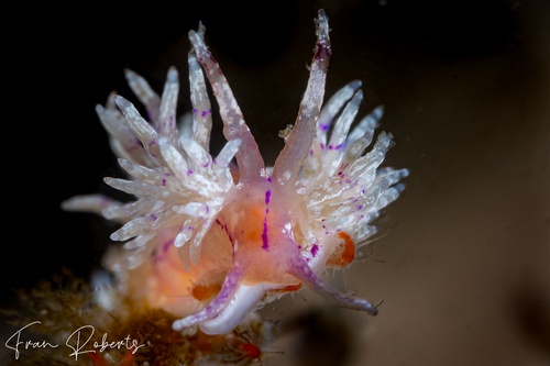 Image of Unidentia sp. 2