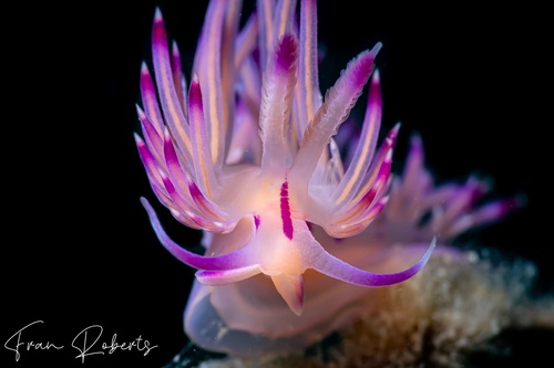 Image of Flabellina lotos
