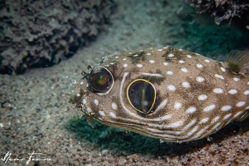 Image of Arothron hispidus