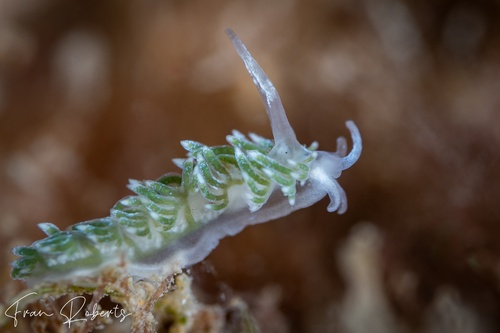 Image of Tularia bractea